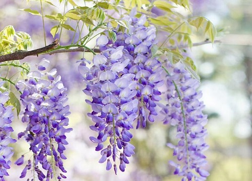 紫藤适合在什么地方生长 适合的生长环境