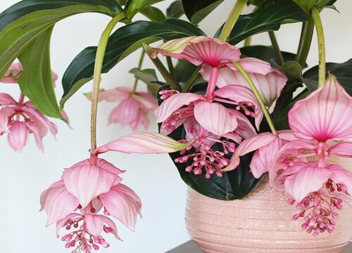 最温柔的花 温柔的花卉植物有哪些