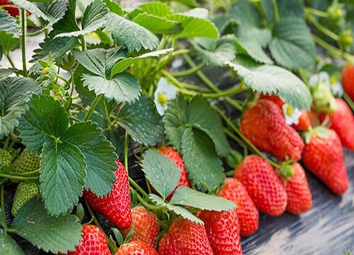 一亩大棚草莓一年利润 一个草莓大棚一年能赚多少钱
