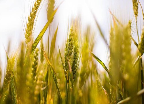 种小麦用什么肥料比较好（小麦施肥与后期追肥最佳时间）