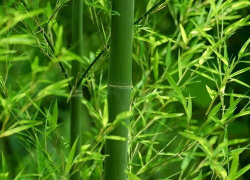 竹子是植物吗 属于禾本科竹亚科的常绿植物