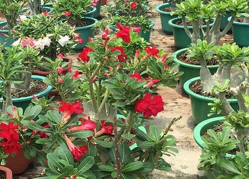 沙漠玫瑰如何养护一年可以开两次花 植物说