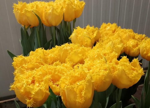 黄色郁金香的花语和寓意 象征什么意思