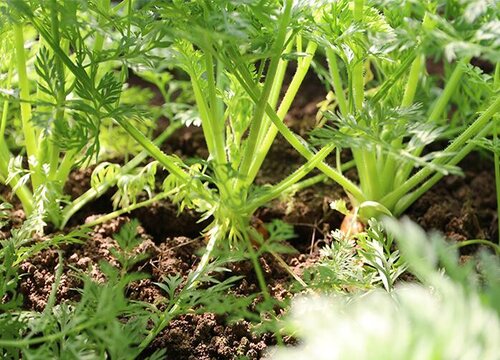 夏季胡萝卜种植时间和方法