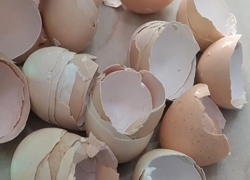 鸡蛋皮如何做肥料 鸡蛋皮做花肥使用方法