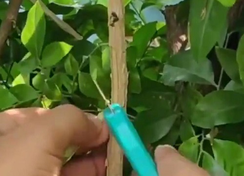 茉莉花怎么修剪枝叶 图解茉莉花的剪枝方法