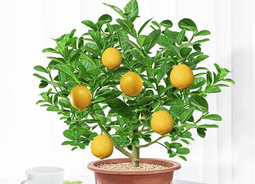 柠檬树盆栽的养殖方法和注意事项（养柠檬树要注意什么）