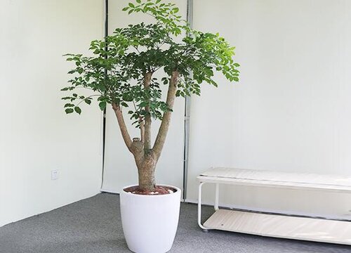 平安树适合在室外养吗 平安树种室内还是室外好