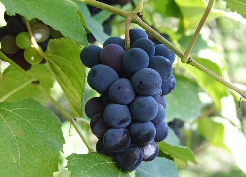 无籽葡萄有哪些品种 最新无核葡萄品种介绍及图片