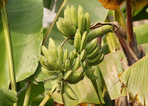 香蕉是木本植物对吗（香蕉植株属于木本还是草本植物）