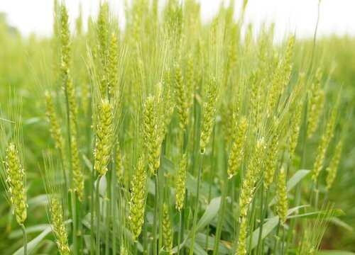 国家一级抗旱小麦品种 高产抗寒抗旱的小麦种子