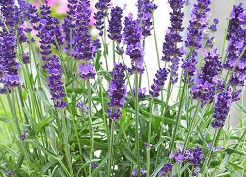 薰衣草的花语和寓意大全 紫色薰衣草的真正含义