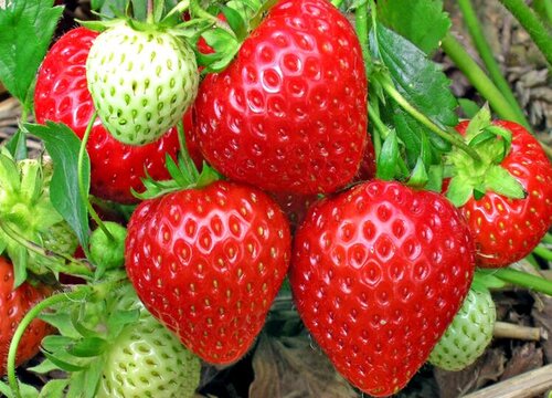 草莓需要施什么肥料才会甜（草莓适合浇什么肥长得肥壮）