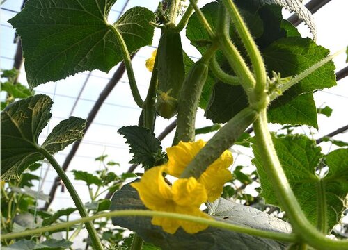 黄瓜的种植方法和管理技术 种植黄瓜的田间技术和方法