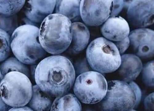 蓝莓含糖量高吗