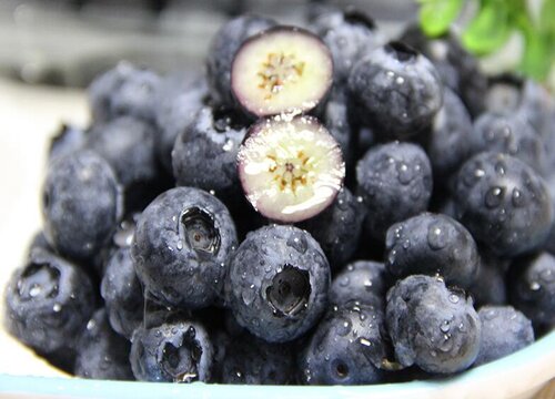 蓝莓品种