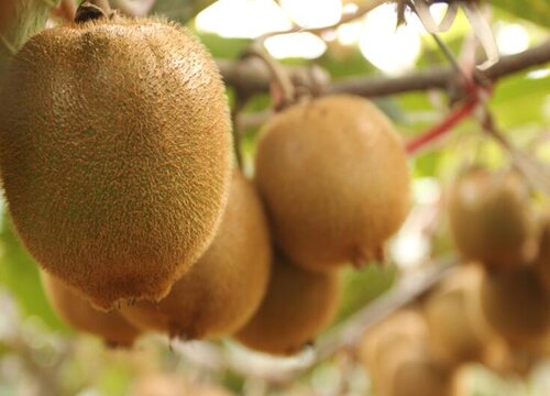猕猴桃适合种植在海拔多少米（生长地方环境和地理条件）