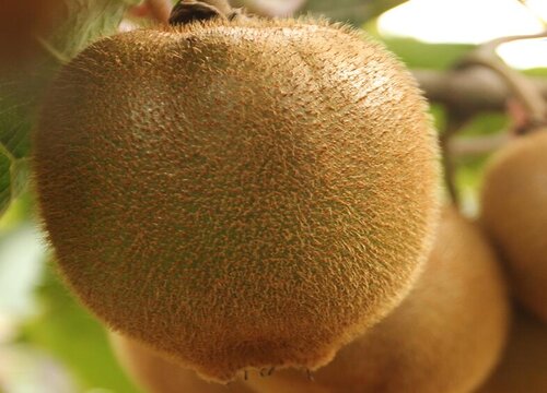 猕猴桃怎么种植方法步骤 猕猴桃栽培种植技术与管理