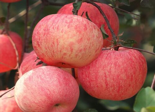 阿富汗苹果好吃吗 有什么营养与功效