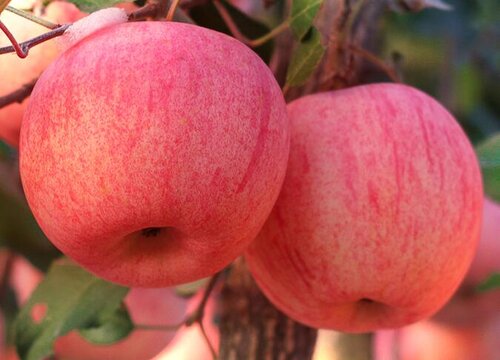 晚上睡觉前能吃苹果吗 什么时候吃苹果对身体最好