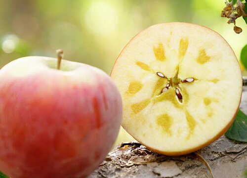 苹果种子怎么种植方法