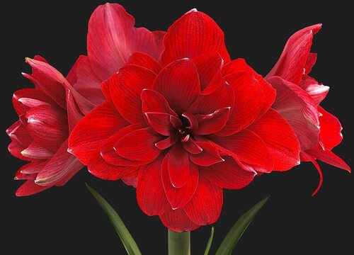 最红的花有几种 最红的花图片大全