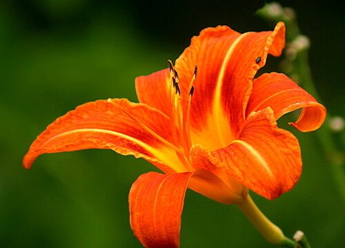 橙色百合花的花语和寓意是什么 代表什么意思
