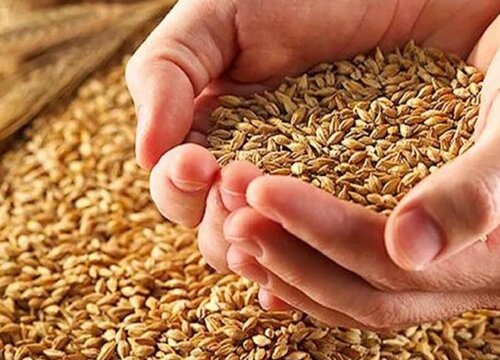 小麦拌种100斤麦用多少水（小麦拌种剂兑水比例）