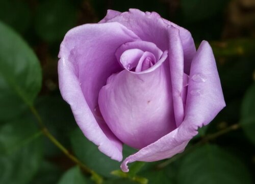 19朵紫色玫瑰花代表什么意思（紫色玫瑰的寓意和花语）