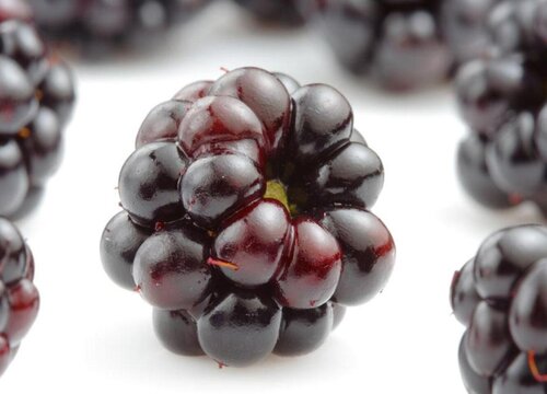黑莓怎么留种子 自己收集种子方法