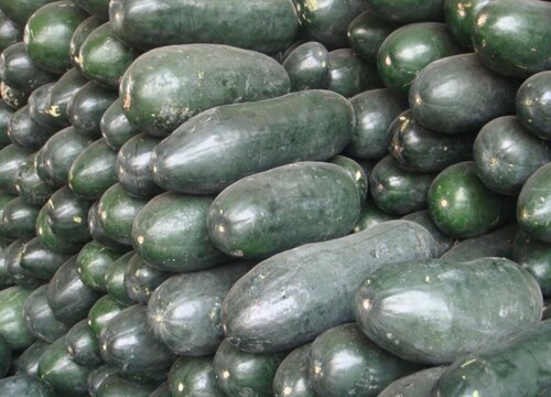 瓜类蔬菜有哪些常吃的瓜类蔬菜品种大全 图片 植物说