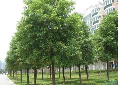 衢州的市树是什么树