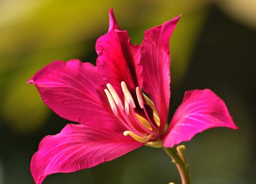 紫荆是什么花序类型 属于无限花序
