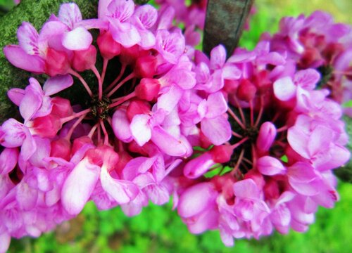 紫荆花3