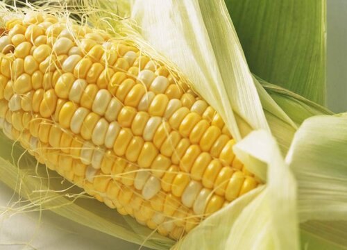 玉米一年四季都有吗 在什么季节采收