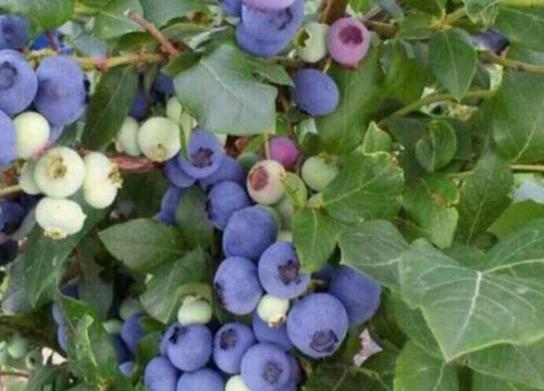 紫色的水果有哪些 常见的紫色外壳水果品种名称及图片