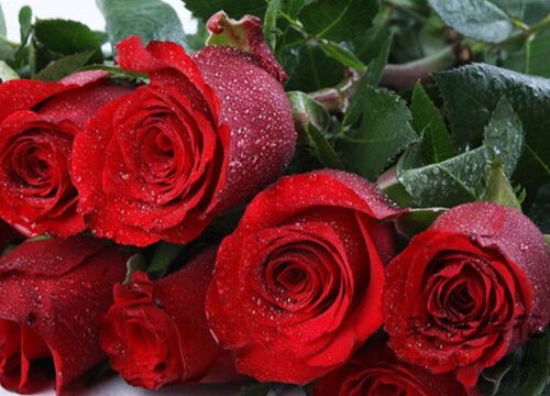 十大最贵的玫瑰花品种名称及图片 世界稀有玫瑰品种