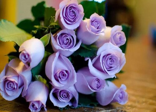 紫玫瑰代表什么象征意义 紫色的玫瑰代表什么意思
