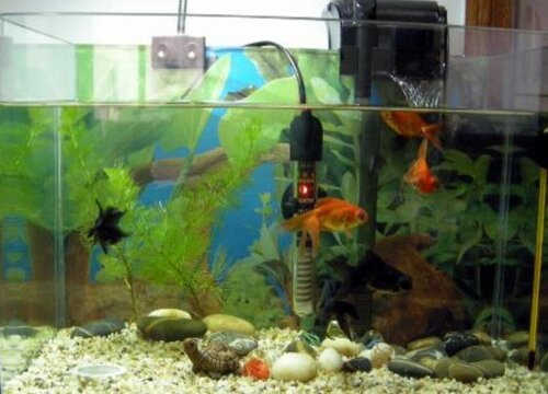 鱼缸水培绿萝怎么养才能更旺盛