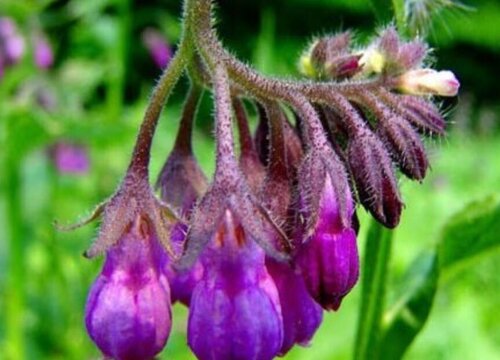 紫草科代表植物 主要特征有哪些