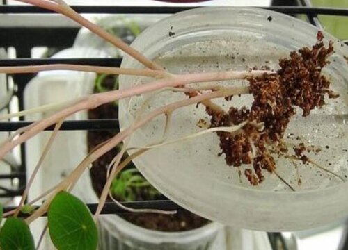 旱金莲可以水培吗 水培养殖方法