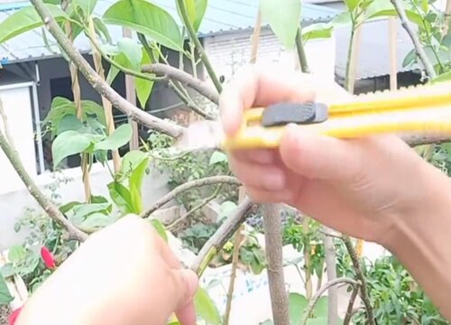 黄角兰扦插教程图片