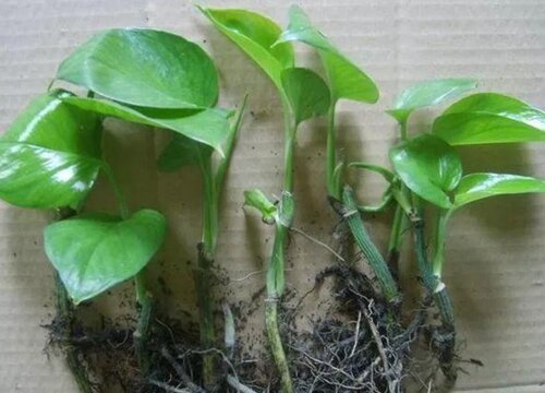 绿萝扦插多久生根发芽长成一盆新的 插枝多长时间发芽