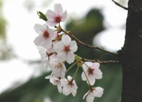 樱花有几个花瓣 花瓣是什么样子的