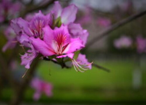 紫荆花的花语是什么