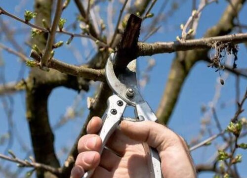 大樱桃树怎么剪枝 修剪时间与技术图解