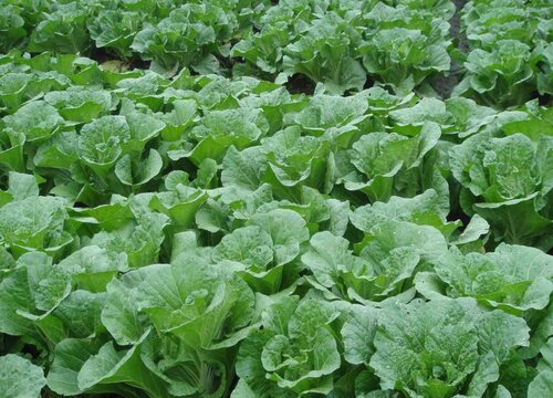 大棚蔬菜种植技术与管理