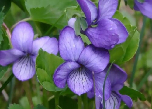 园艺品种紫罗兰