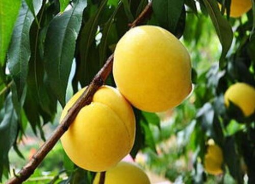 黄桃有哪些品种 口感最好的黄桃品种排名