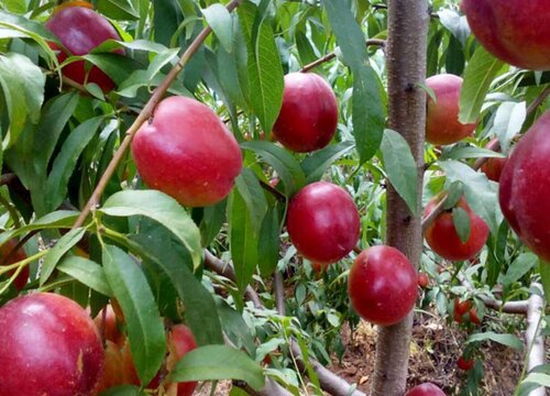 油桃亩产量一般多少斤 种植一亩油桃的年收入